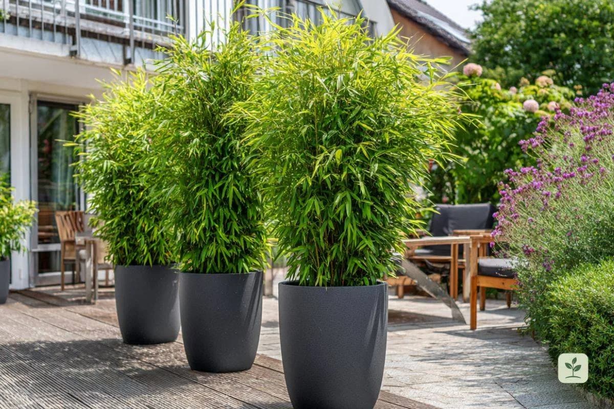 bambus-im-kuebel-titelbild