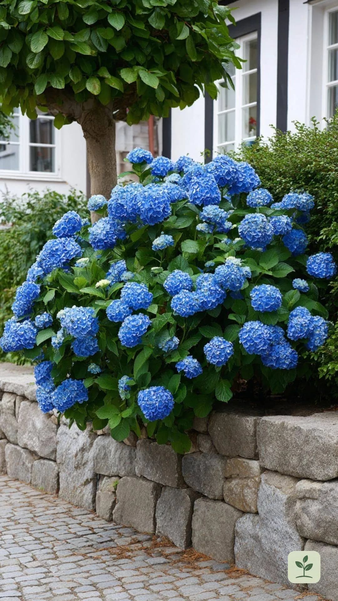 bauernhortensie-blau-halbschatten.jpg