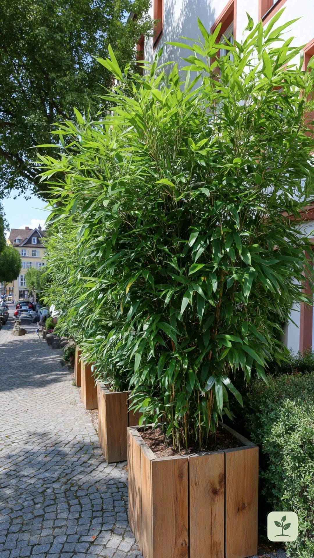 fargesia-jumbo-sichtschutz-wand-kuebel