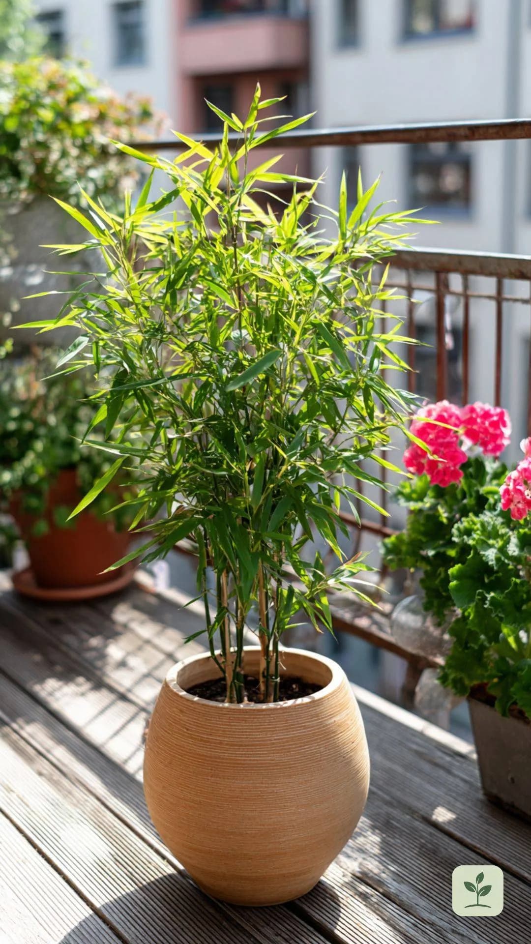 fargesia-simba-zwergbambus-balkon