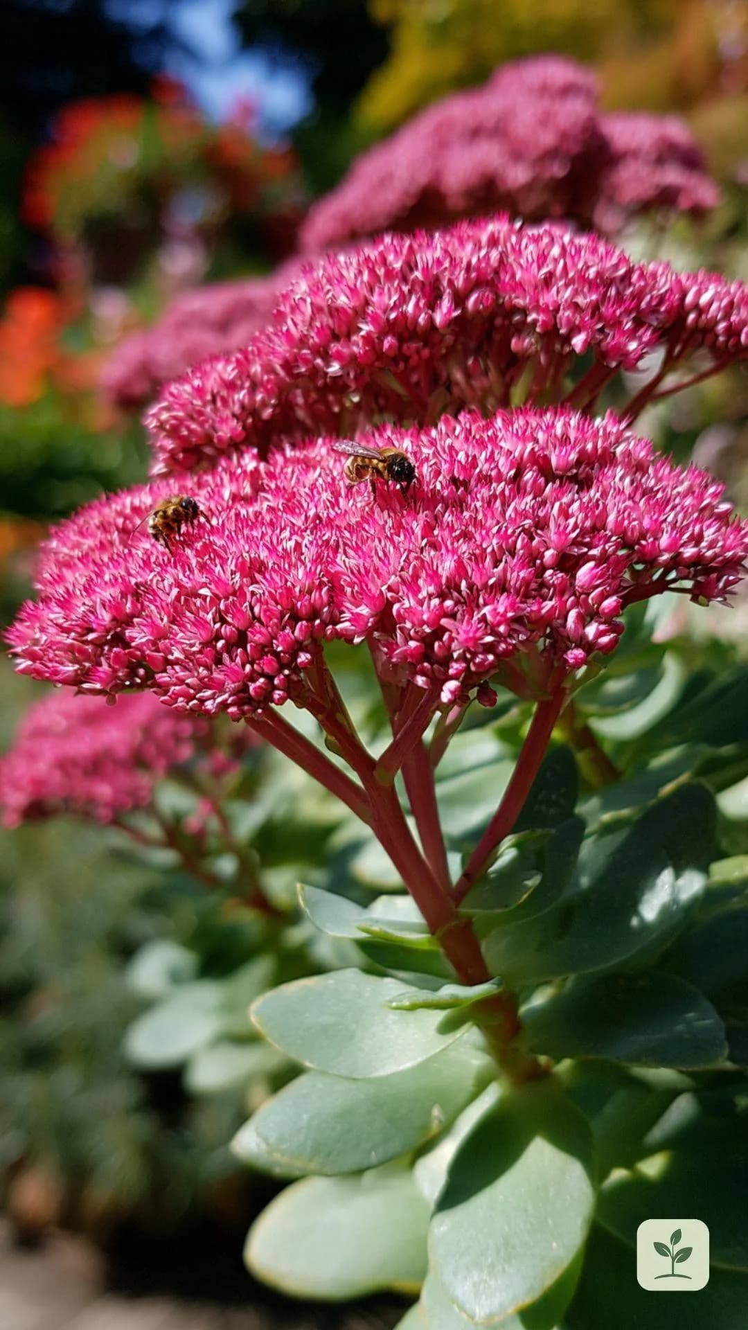 fetthenne-staude-spaetsommer