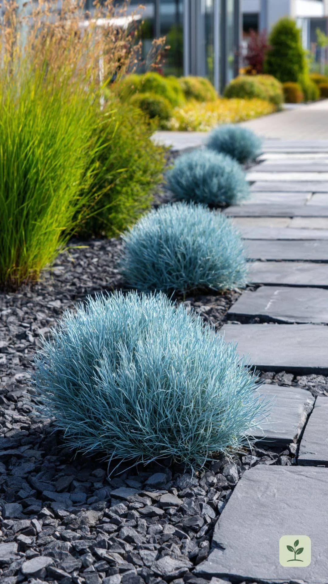 gartenpflanzen-die-wenig-wasser-brauchen-blauschwingel