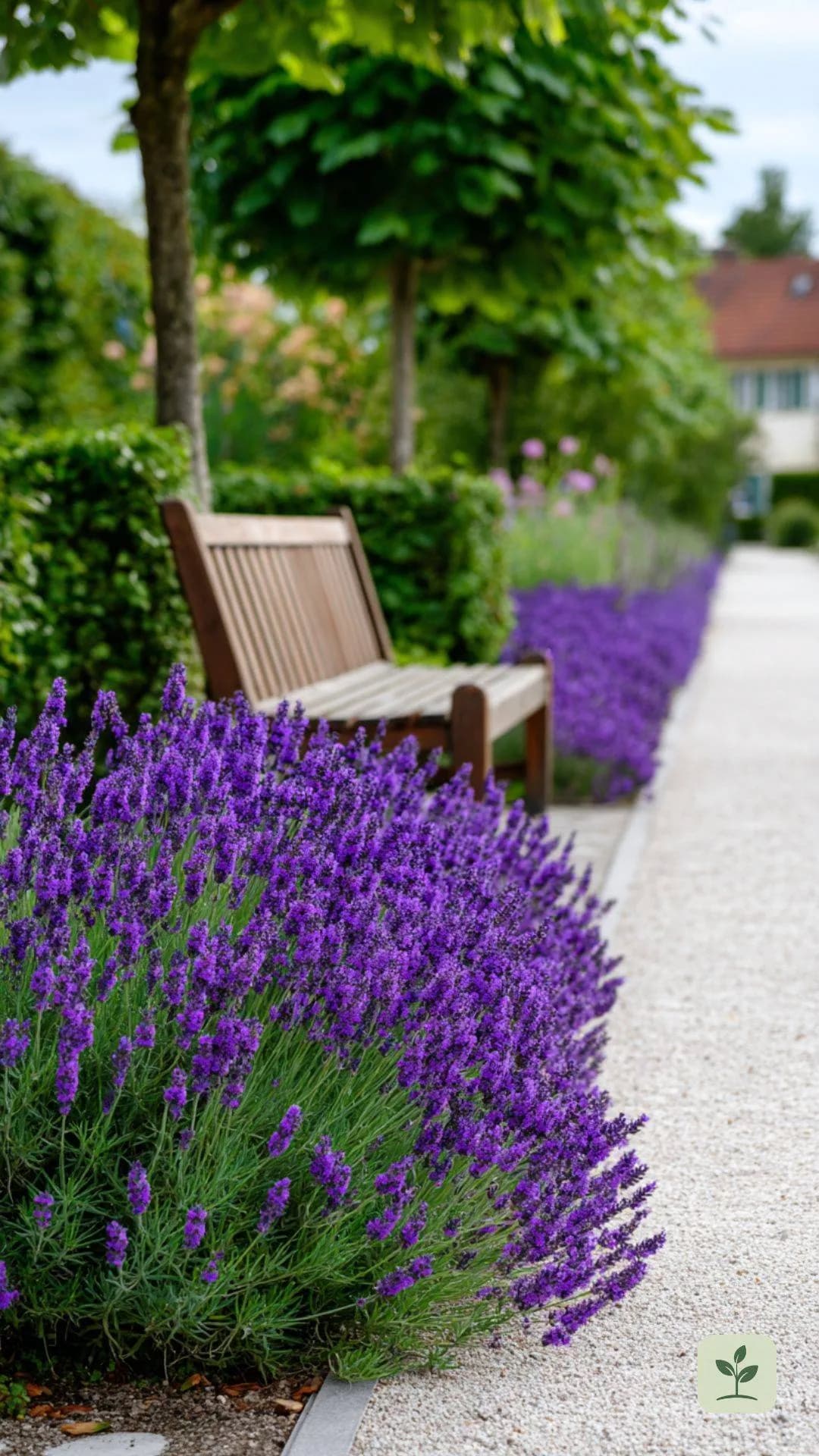 gartenpflanzen-die-wenig-wasser-brauchen-lavendel
