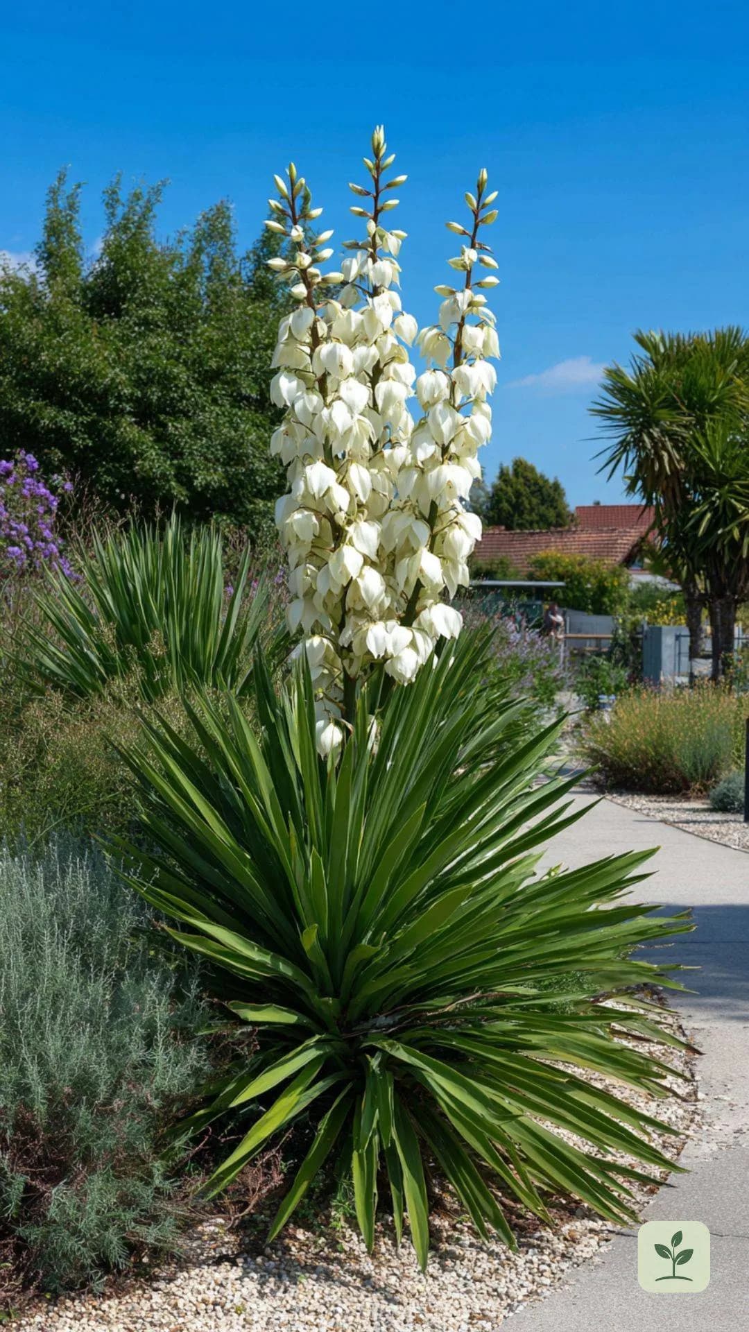 gartenpflanzen-die-wenig-wasser-brauchen-yucca