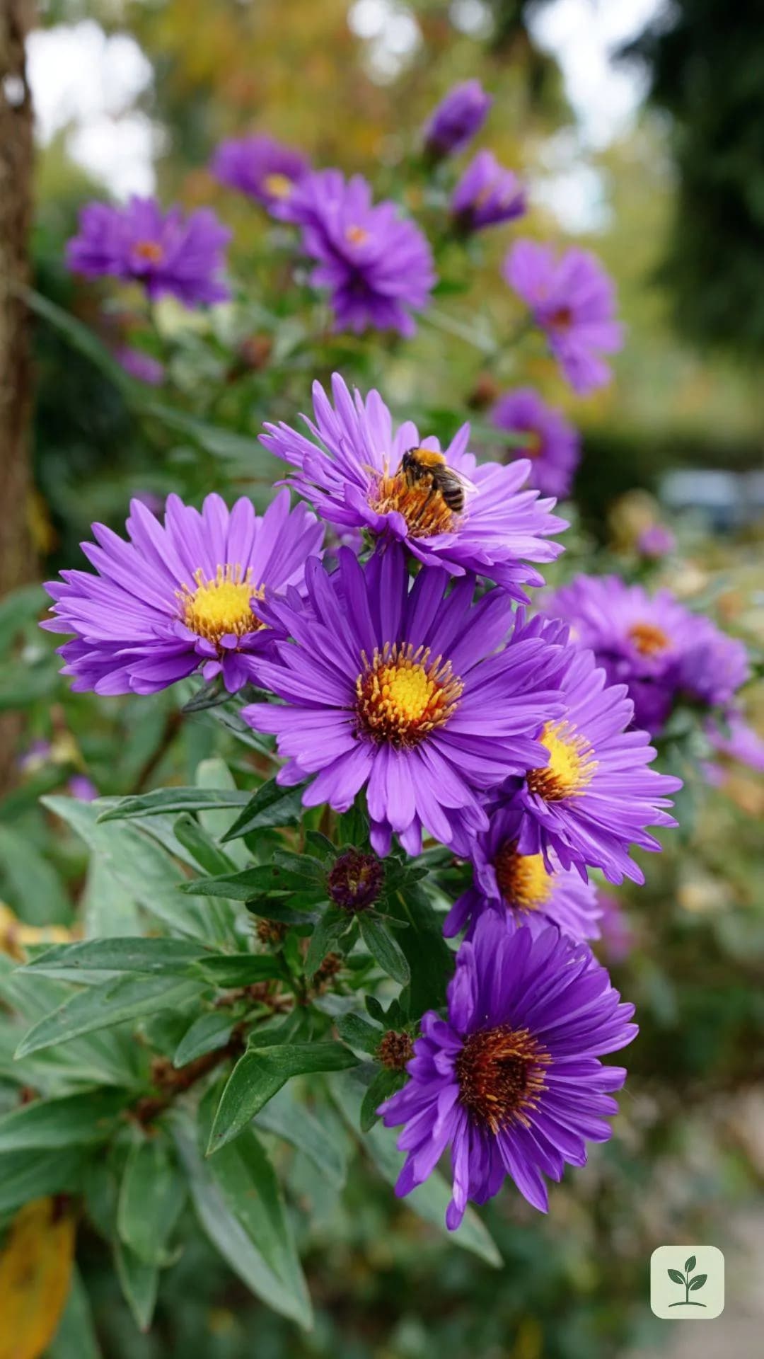 herbst-aster-bienen-futter