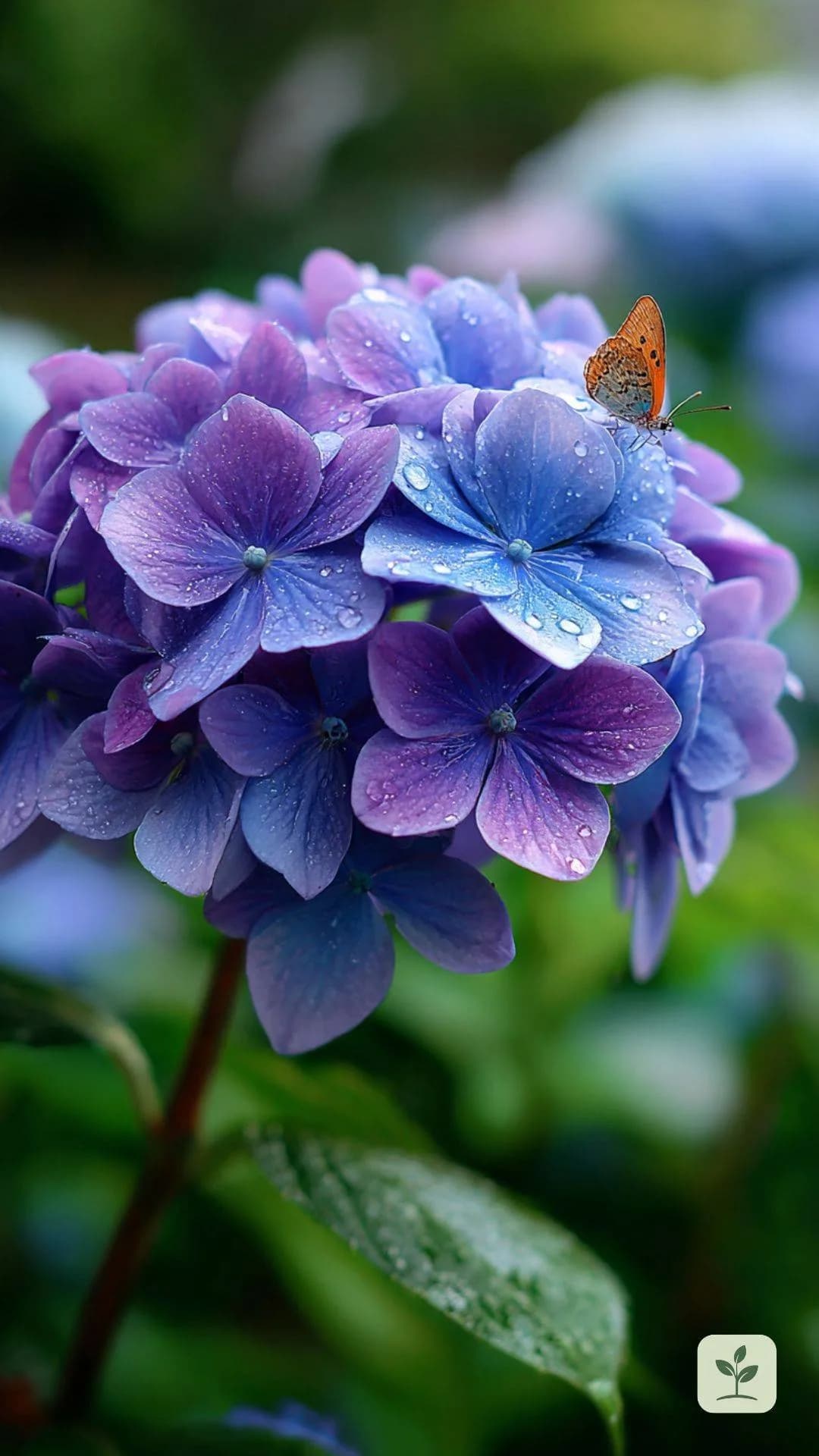 hortensie-detailaufnahme