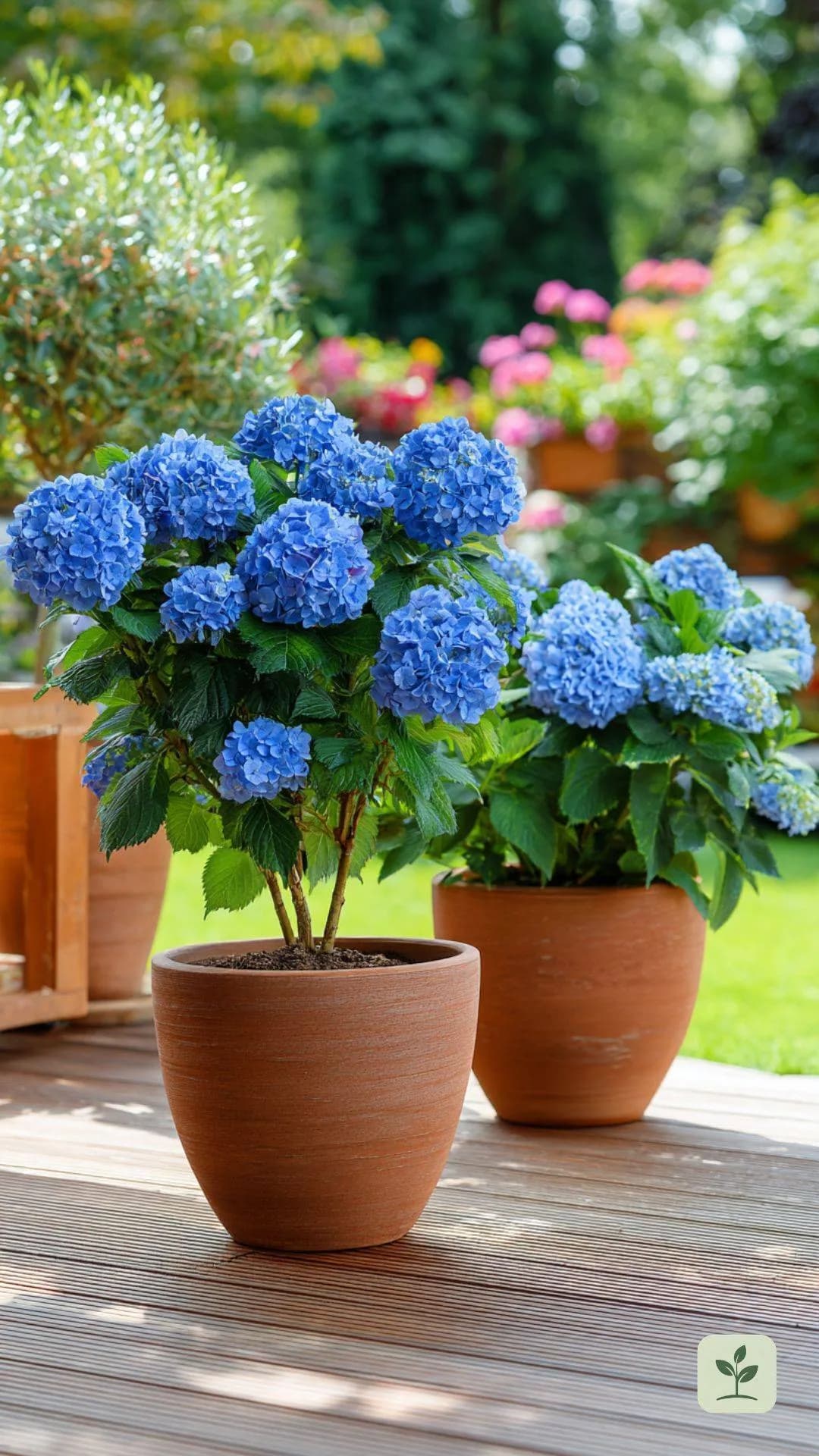 hortensien-im-kuebel-terrasse