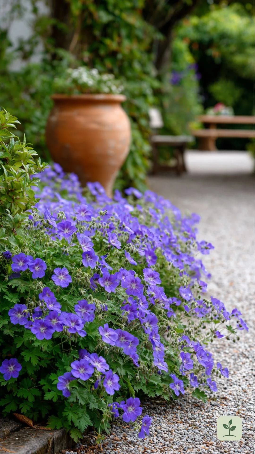 idee-winterharte-stauden-storchschnabel-bodendecker