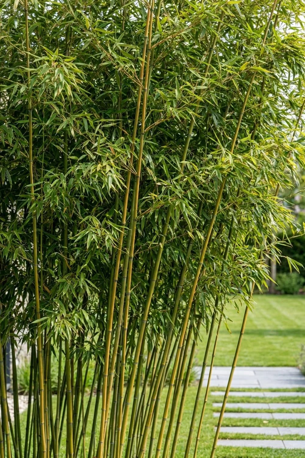 Bambus (Take): Eleganz und Sichtschutz – Japanischer Garten: 9 schöne Ideen