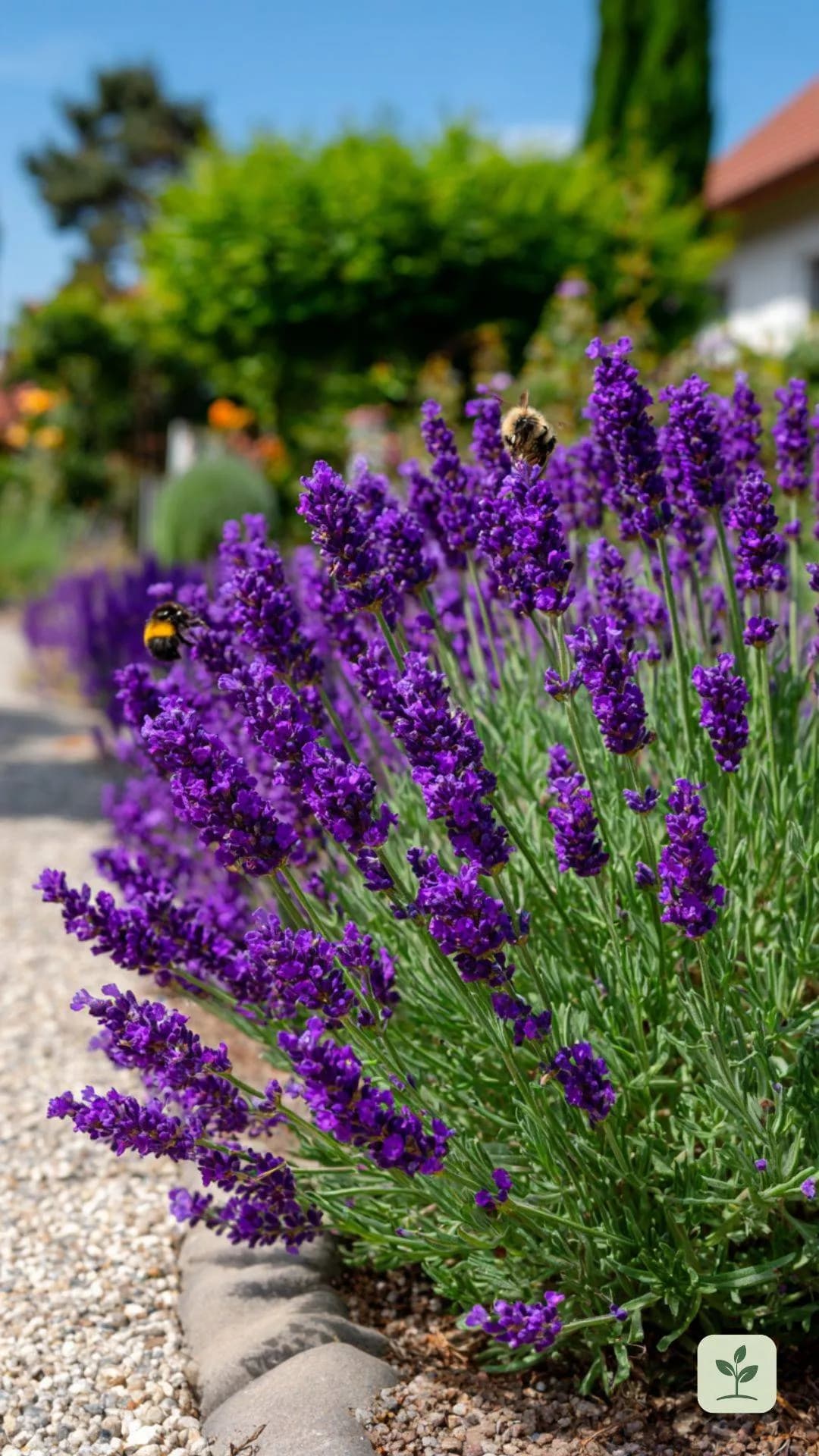 lavendel-bienenfreundlich-garten