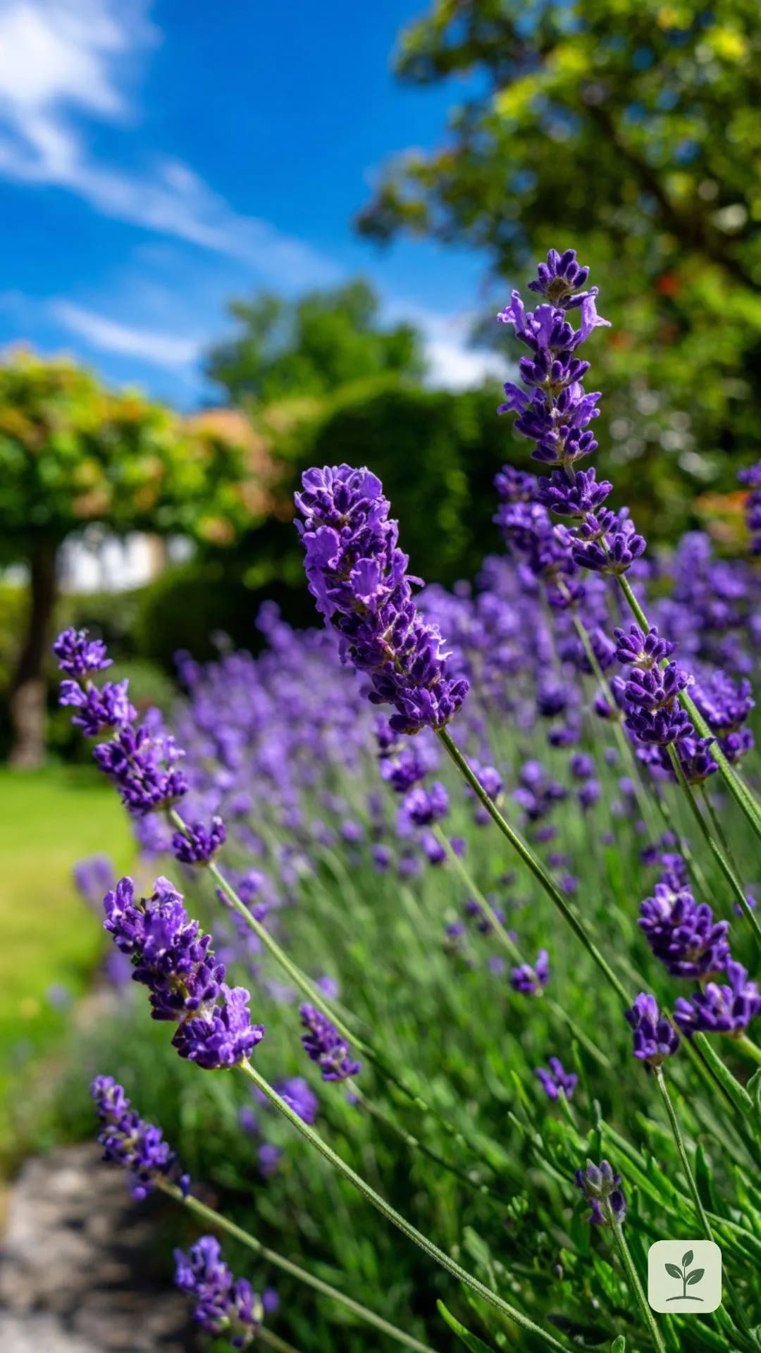 lavendel-garten