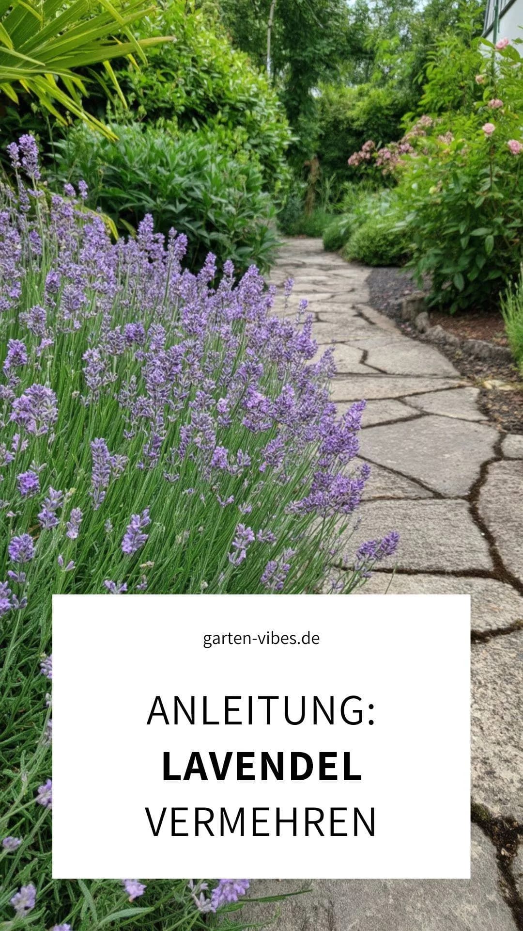 lavendel-vermehren-anleitung