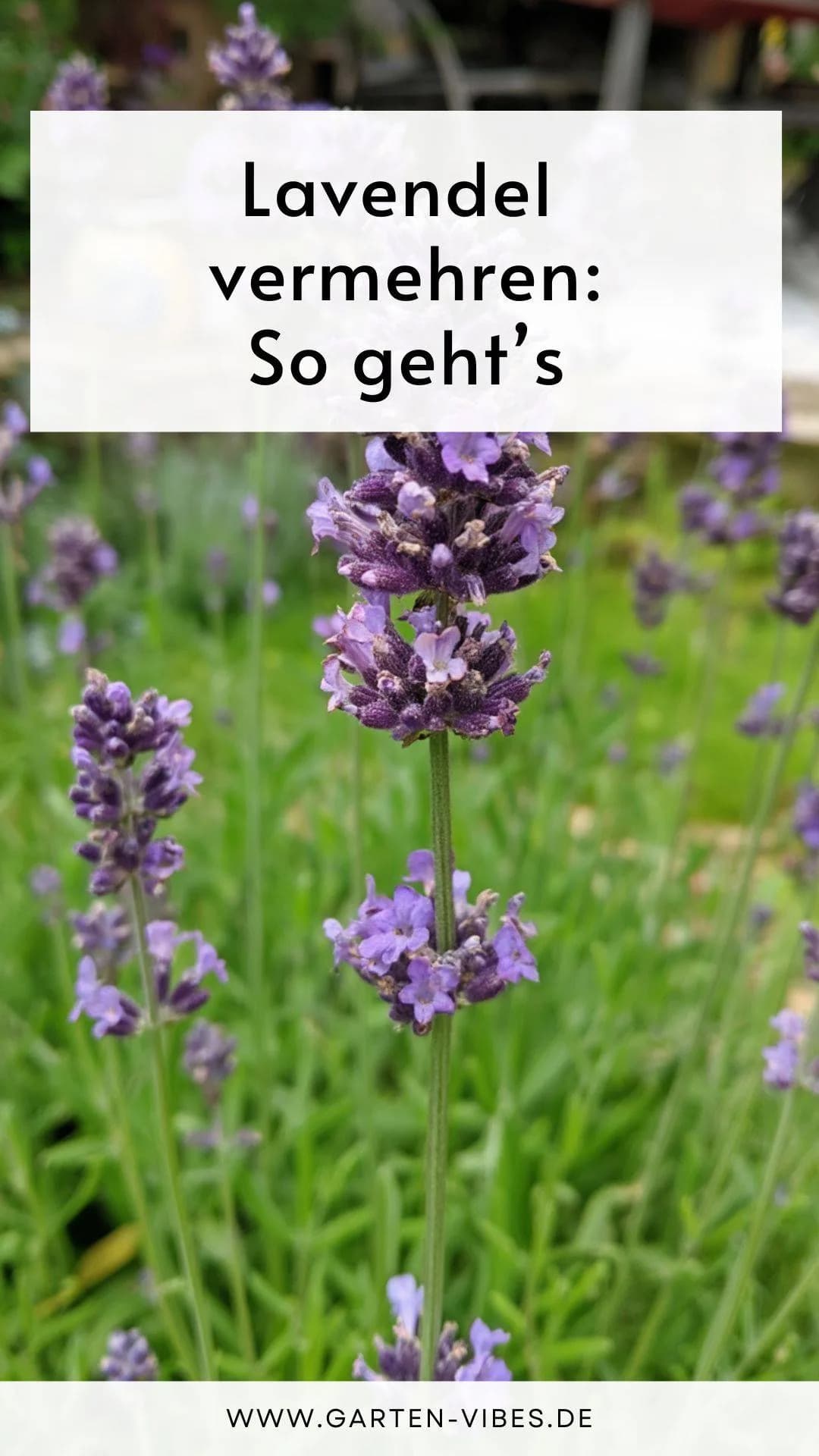 lavendel-vermehren-tipps