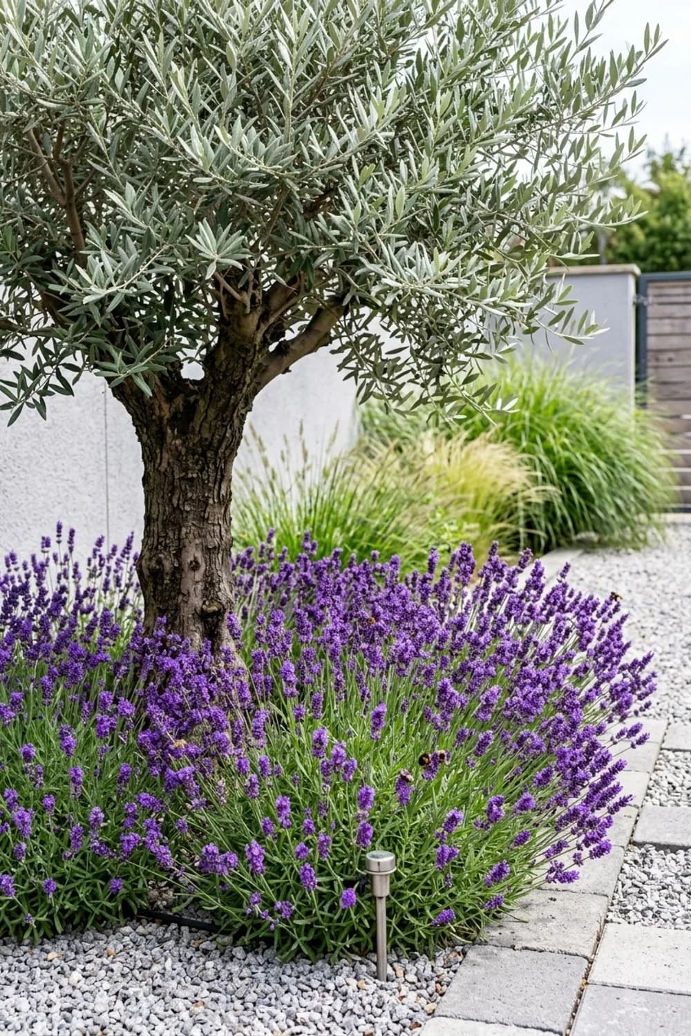 Lavendel: Der duftende Klassiker – Olivenbaum im Garten: 9 schöne Ideen