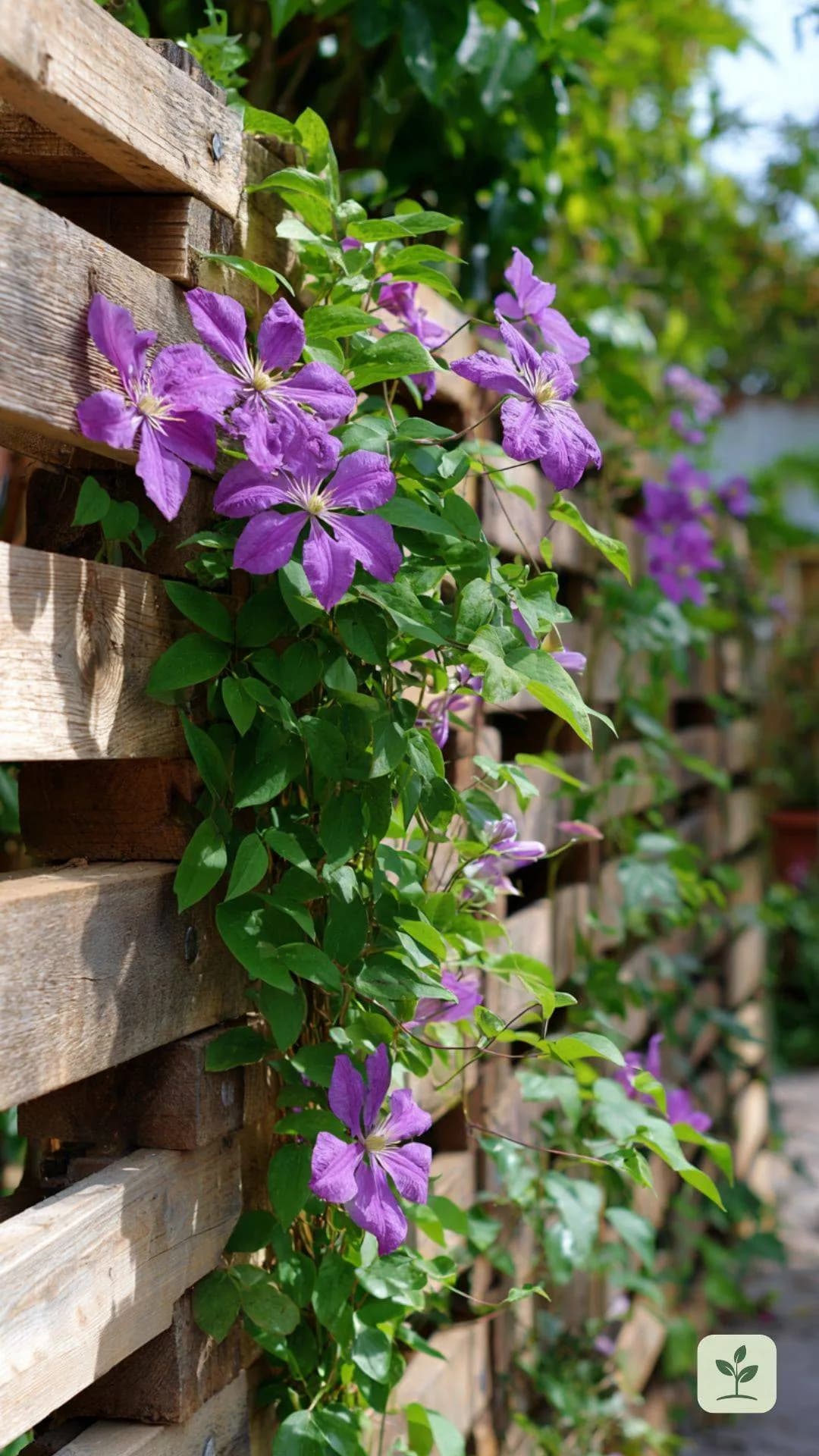 paletten-sichtschutz-rankgitter-clematis