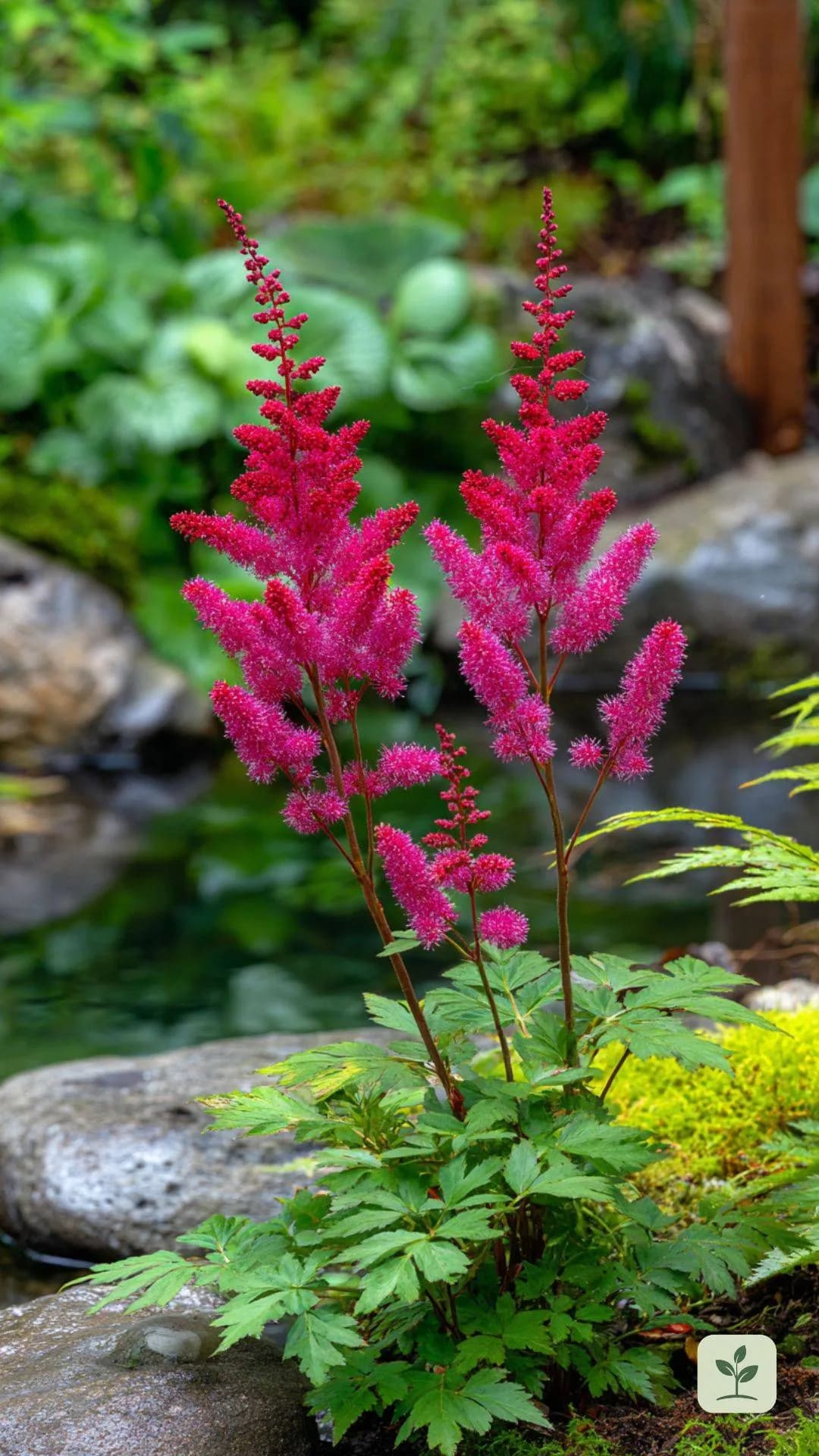 prachtspiere-astilbe-rot