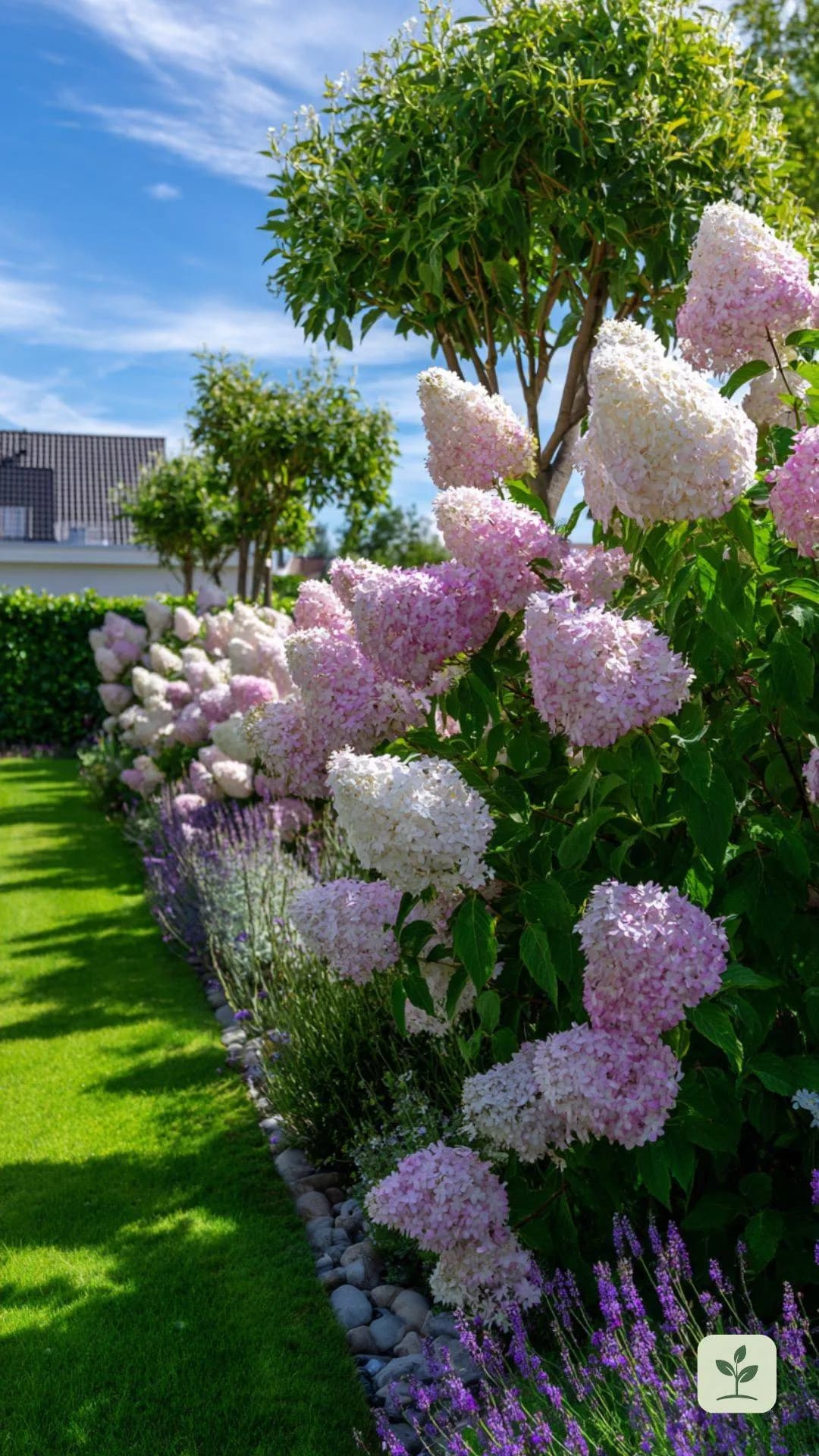 rispenhortensien-sonniger-gartenplatz
