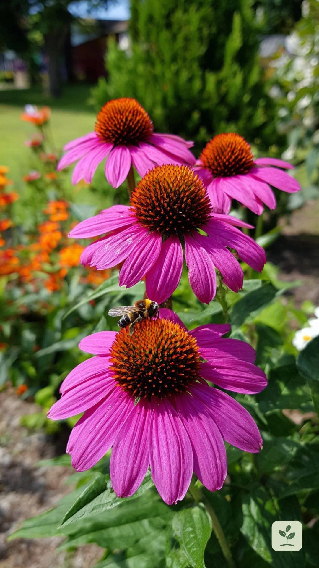 roter-sonnenhut-echinacea-garten