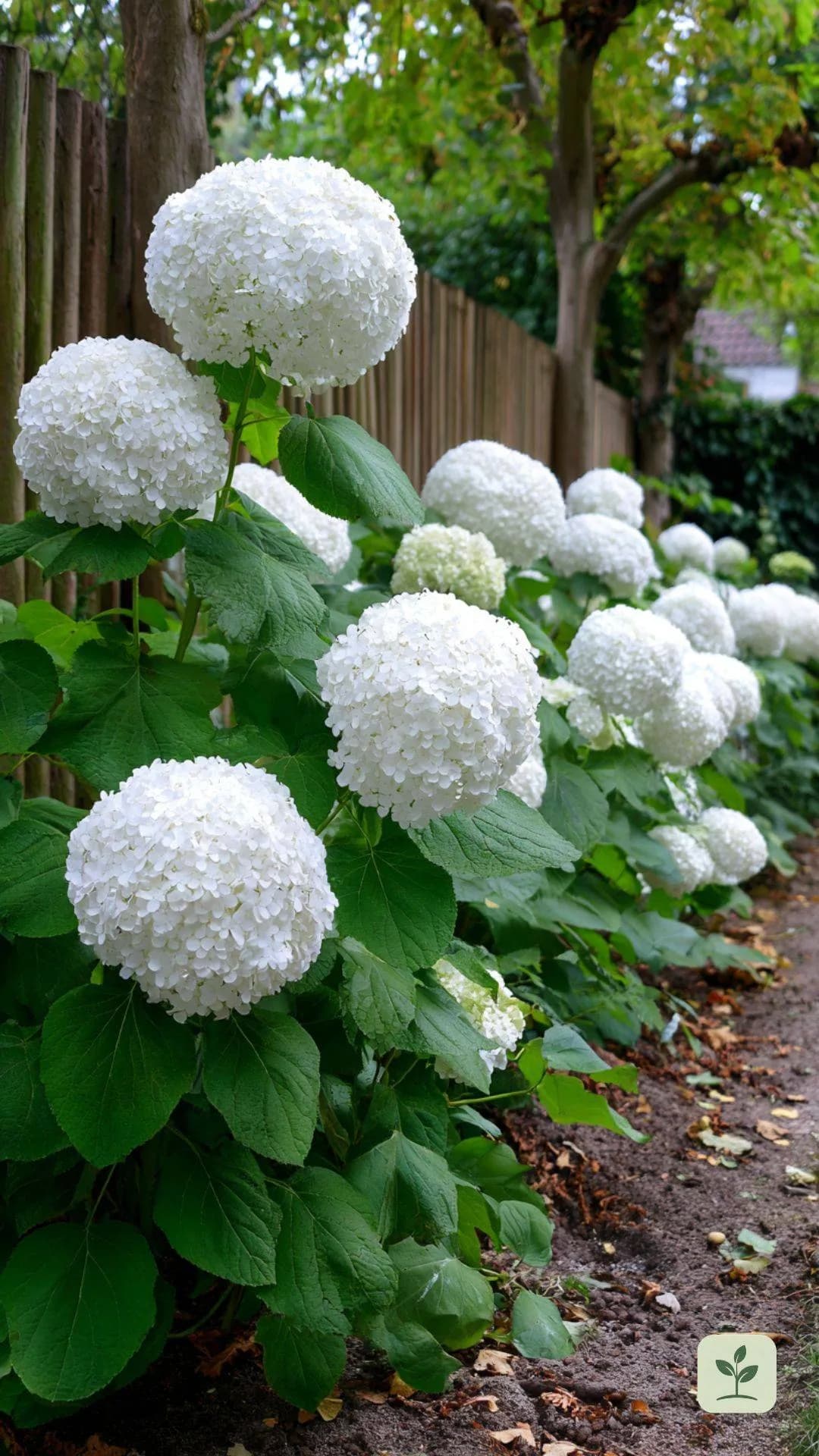 schneeballhortensien-weisse-bluetenpracht