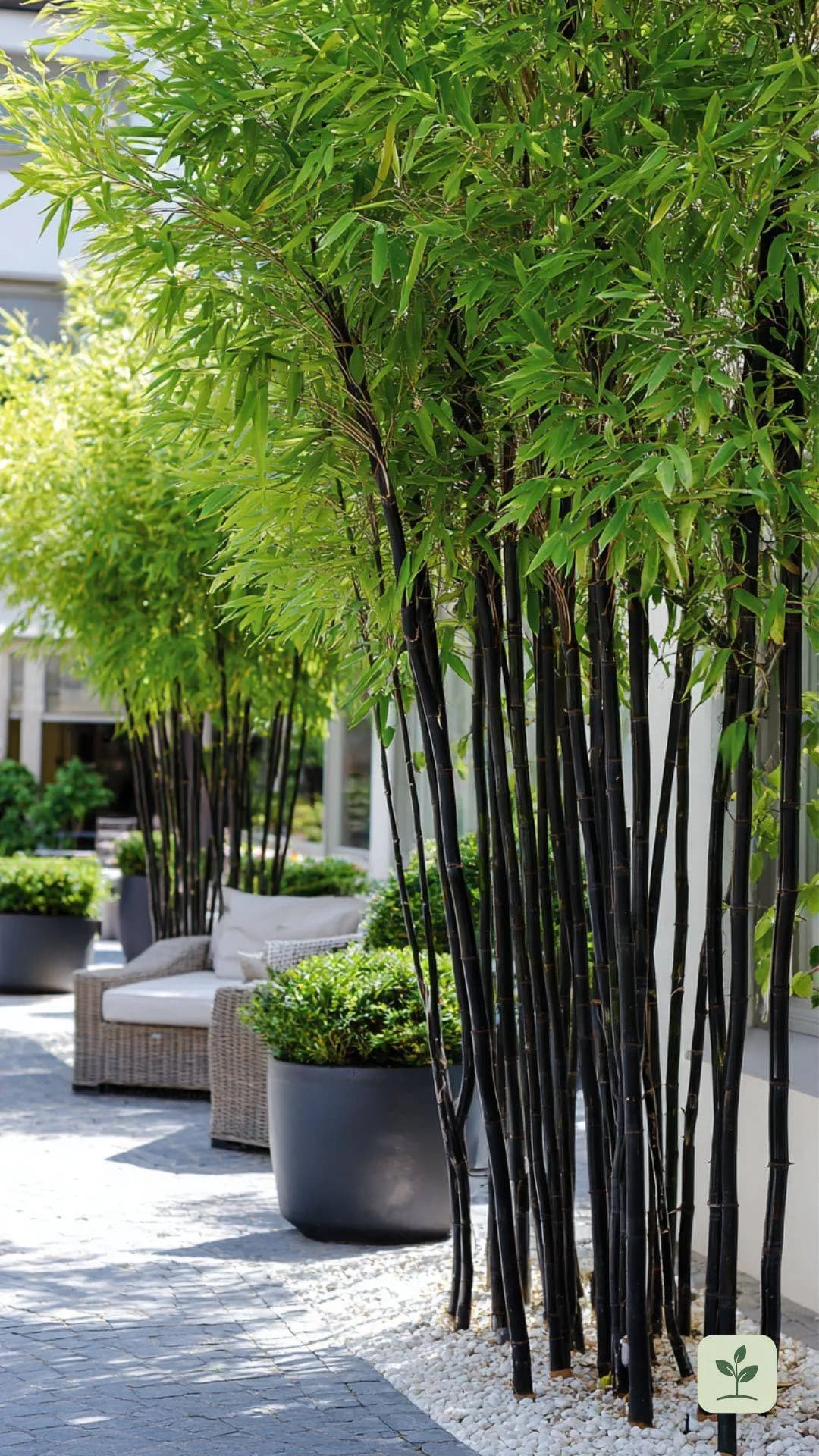 schwarzer-bambus-garten