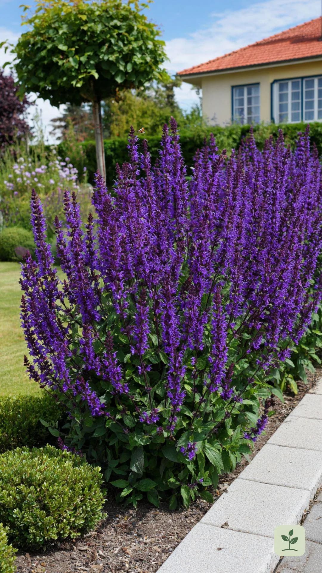 steppensalbei-beet-gestaltung