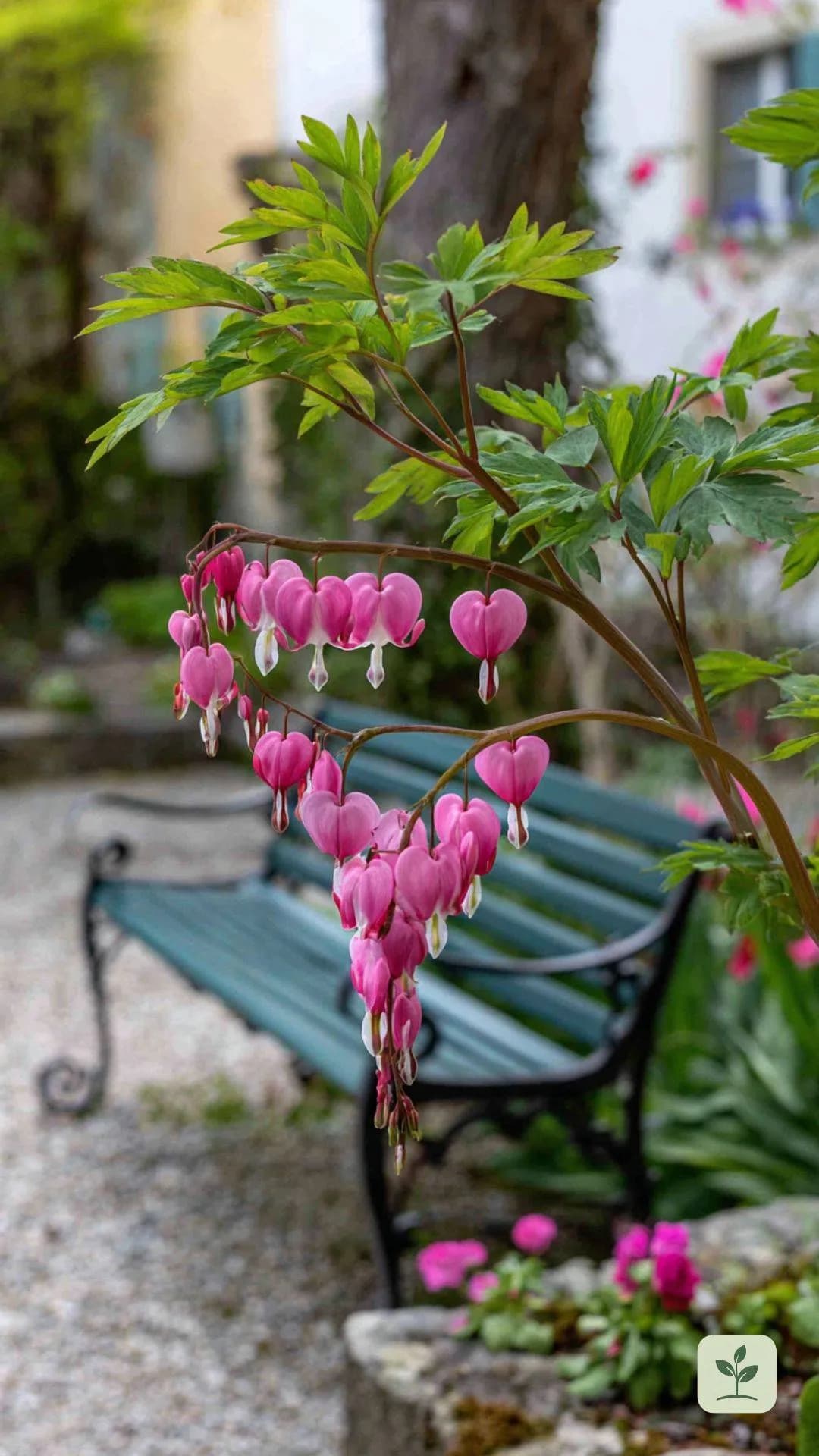 traenendes-herz-schattenstaude