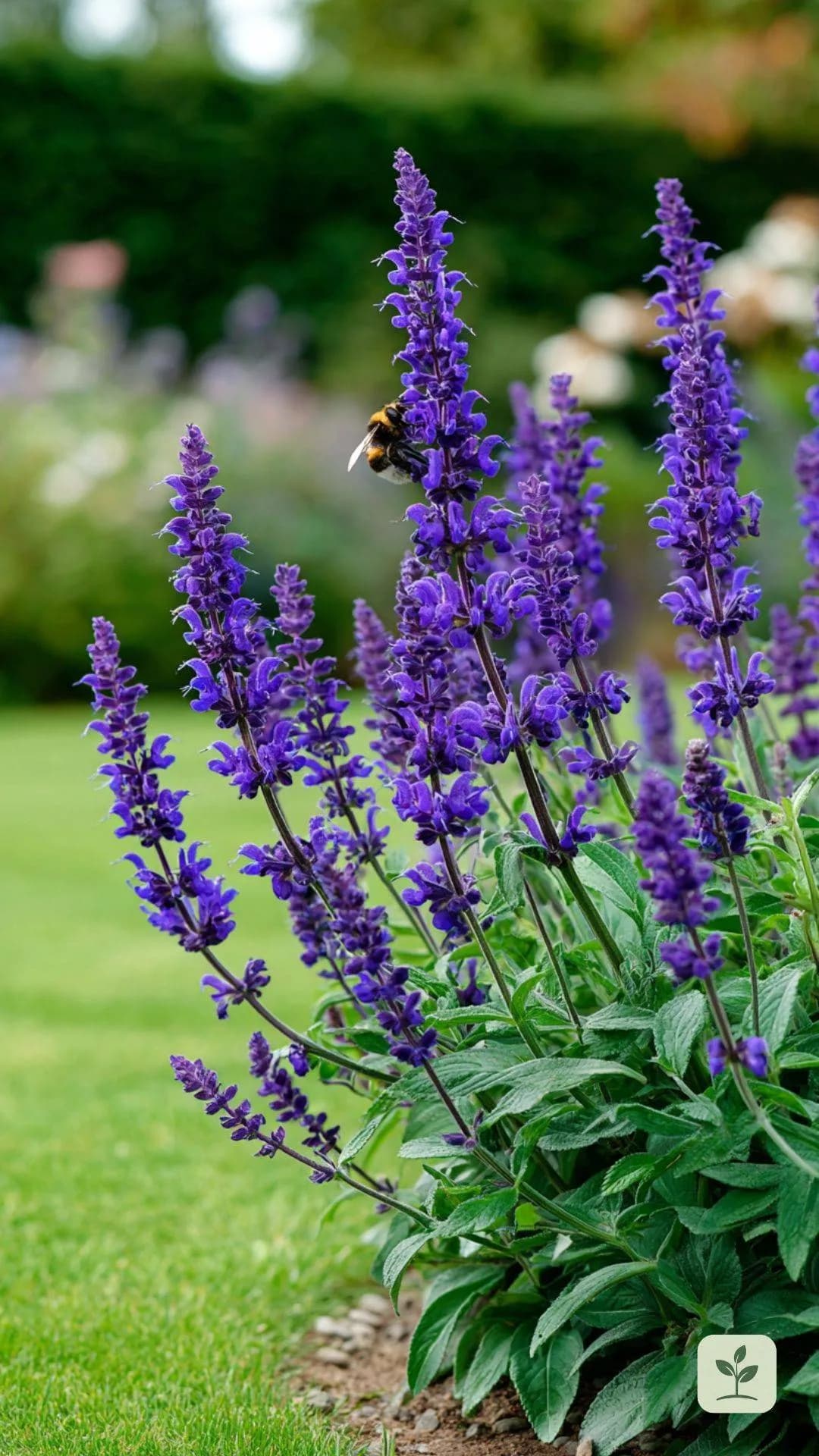 wiesen-salbei-insektenweide