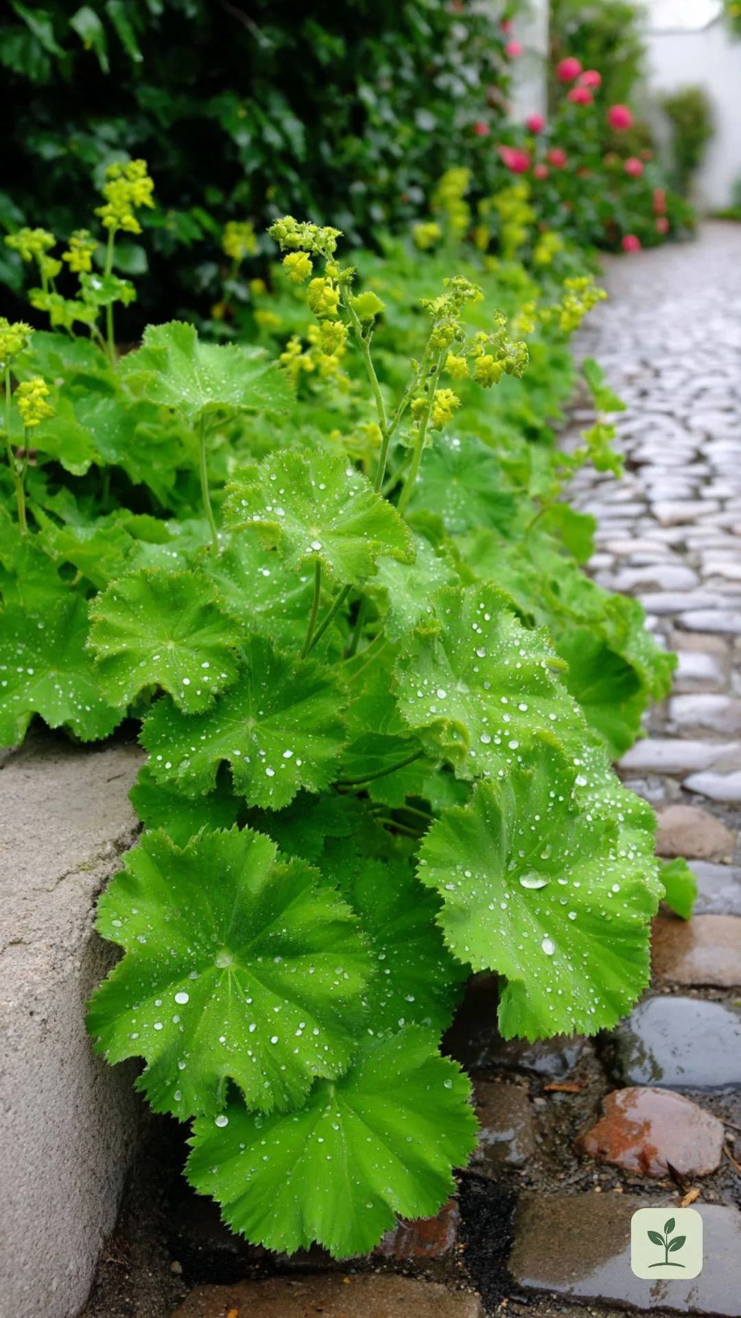 winterharte-stauden-frauenmantel-tau