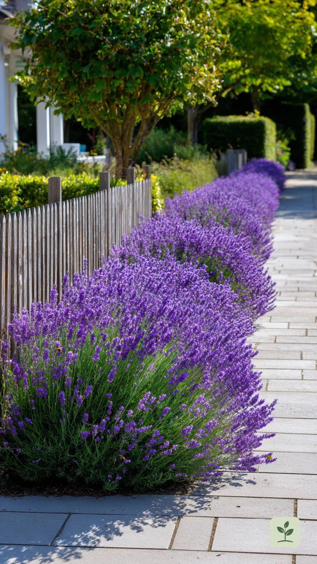 winterharte-stauden-lavendel-garten