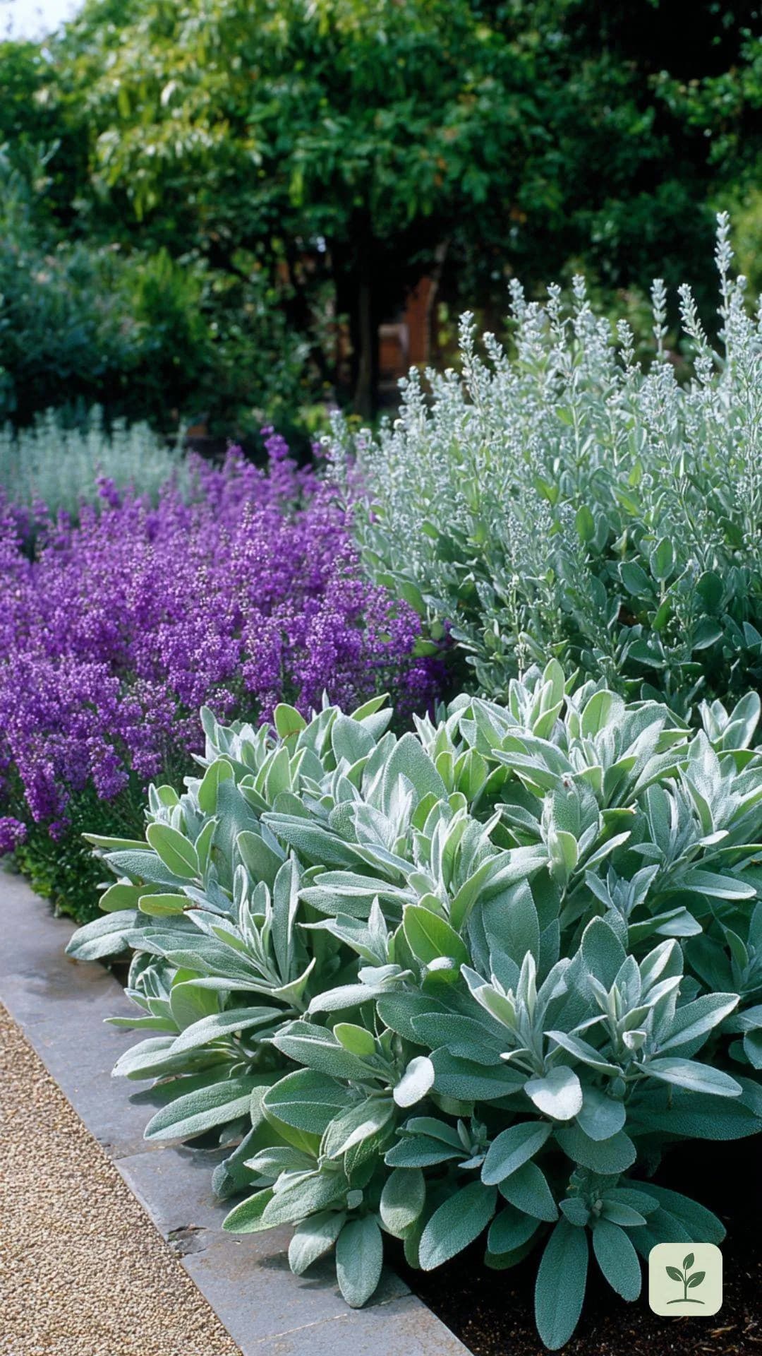 Lavendel kombinieren mit Wollziest- Silbrige Eleganz