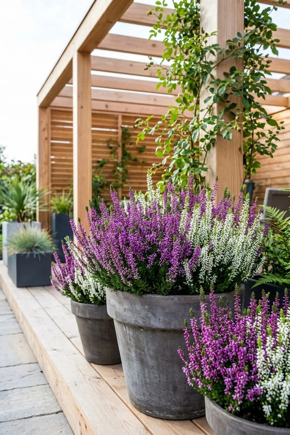 Heidekraut: Robuste Blütenträume in Violett und Weiß – Herbstdeko auf der Terrasse: 11 schöne Ideen
