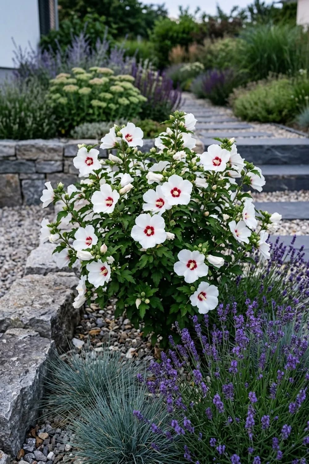Der Mondgarten: Weißblühender Hibiskus für laue Sommerabende – Hibiskus im Garten: 11 schöne Ideen