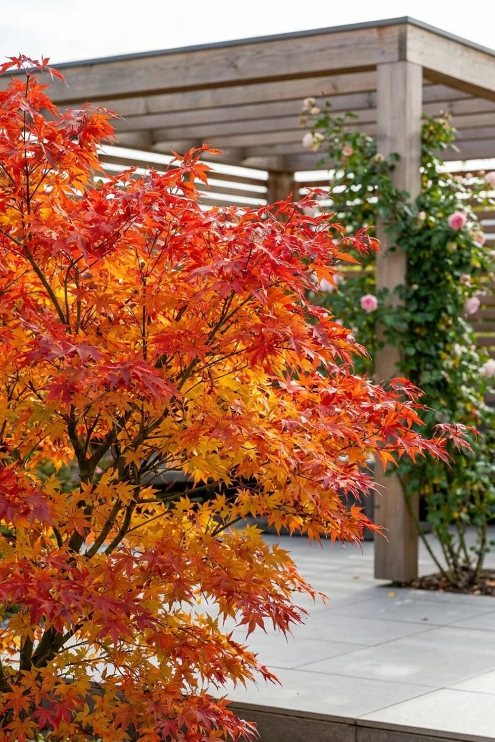 Japanischer Ahorn (Momiji): Das Farbenspiel der Jahreszeiten – Japanischer Garten: 9 schöne Ideen