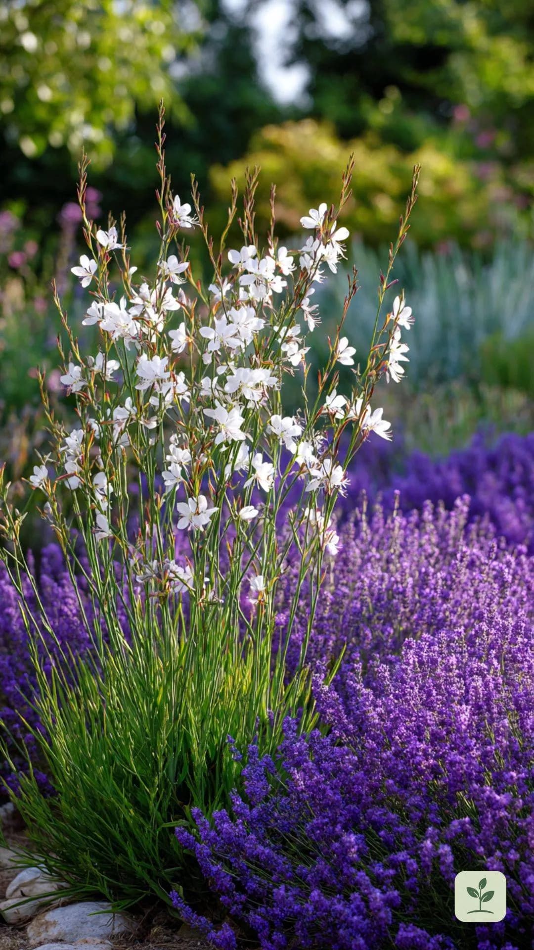 lavendel-kombinieren-prachtkerze-gaura.jpg
