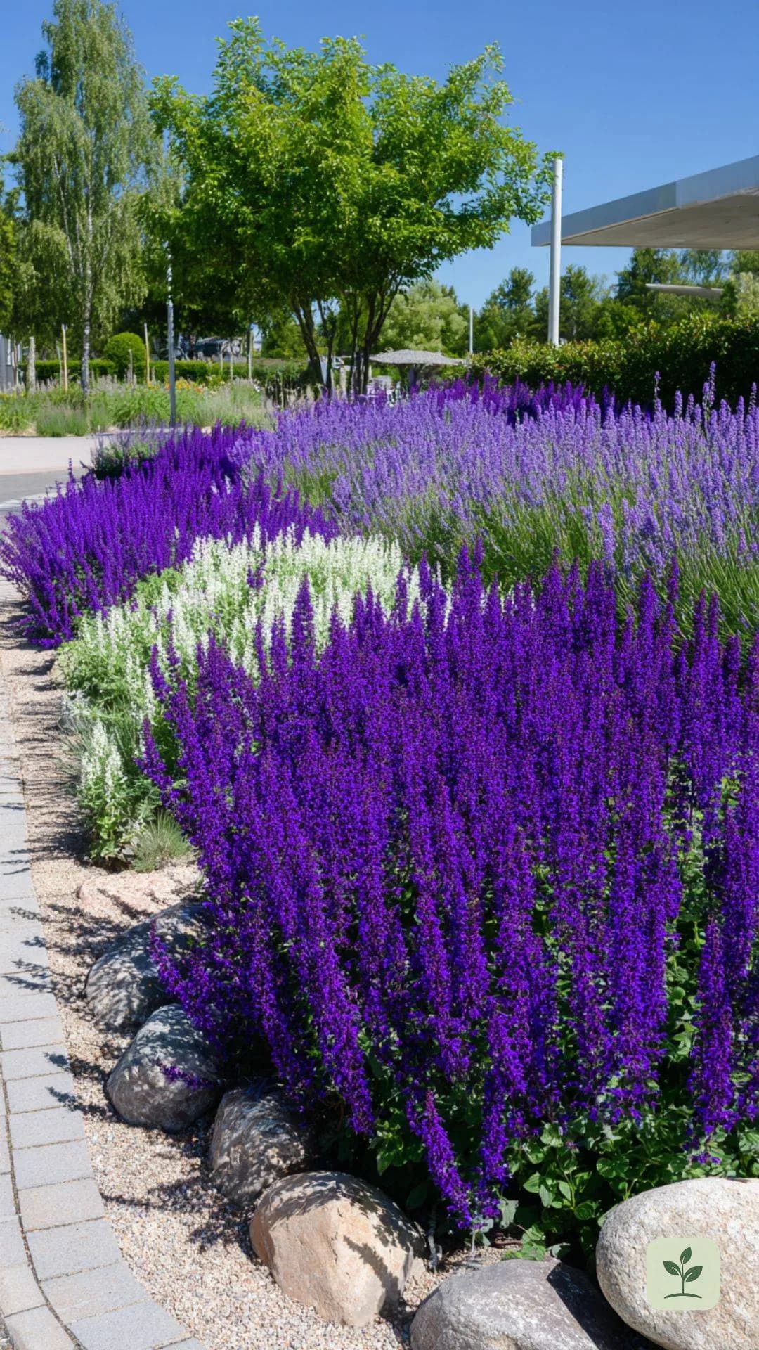 lavendel-kombinieren-steppensalbei