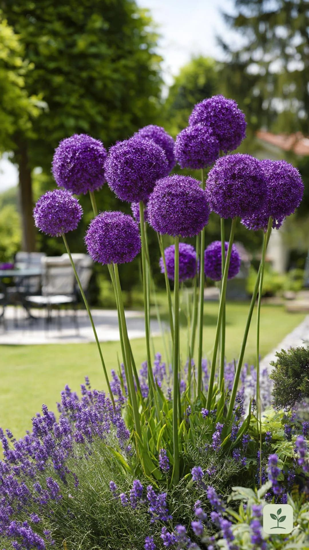 lavendel-kombinieren-zierlauch-allium