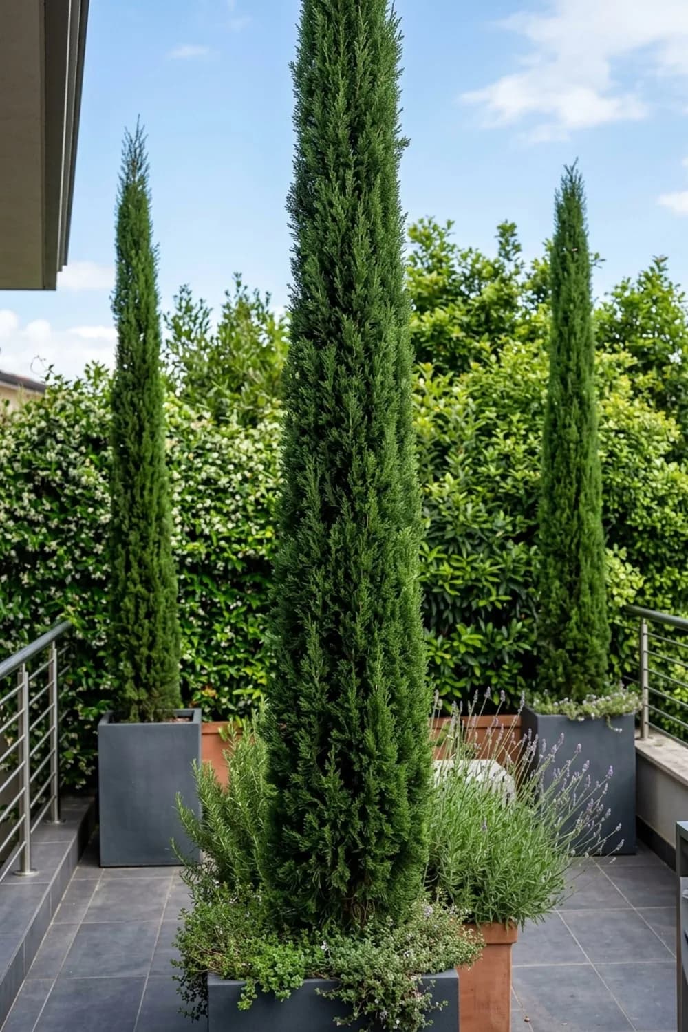 Säulenzypressen: Vertikale Akzente wie in der Toskana – Mediterraner Garten: 7 schöne Ideen