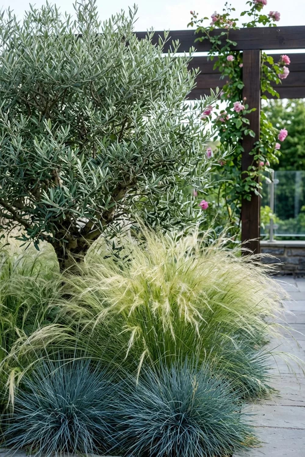 Ziergräser: Leichtigkeit und Bewegung – Olivenbaum im Garten: 9 schöne Ideen