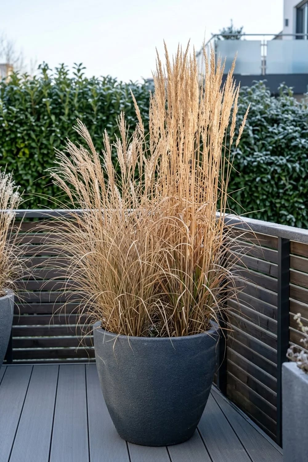 Ganzjahres-Schönheit: Winterharte Gräser im Großformat – Pflanzenkübel für den Garten: 7 schöne Ideen